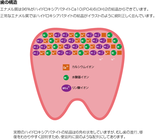 歯の分子レベルでの構造