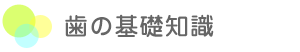 歯の基礎知識