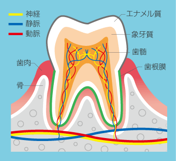 歯の神経のイラスト