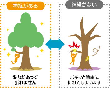 歯の神経と取るとかぶせ物になるのはなぜ？