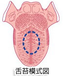 舌苔模式図